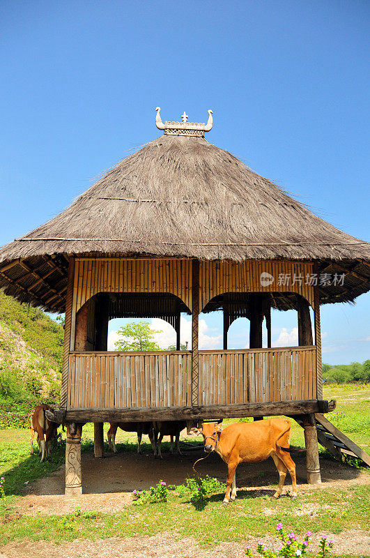 “uma fukun”，神圣的仪式屋，由一头牛参观，Aipelo，东帝汶
